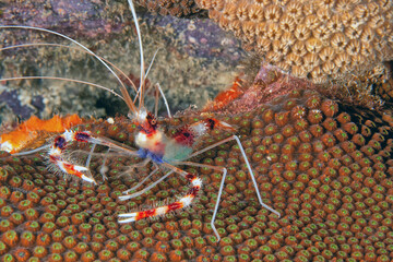 banded coral shrimp and banded cleaner shrimp.