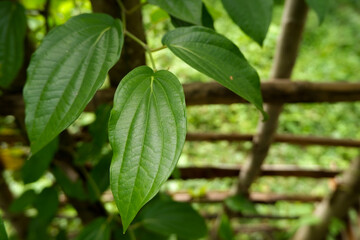 betel leaf, a plant that spreads on the stems of other plants