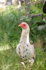 photo of a hen in the grass