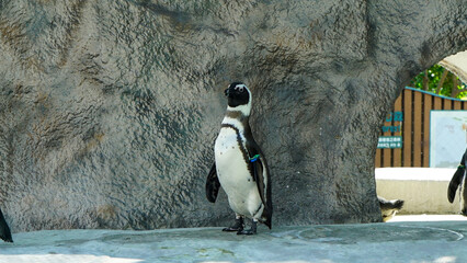 A Humboldt penguin in a cage at Ueno Zoo, Japan