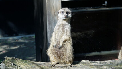 A meerkat in a cage at Ueno Zoo in Japan is looking at the camera