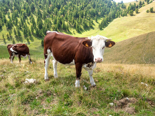 cows on the mountains in the Southern French Alp on a sunny late summer day