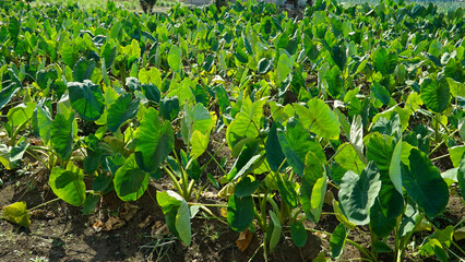 Field of root vegetable taro