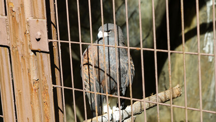 Grey-headed fish eagle in a rusty cage at Ueno Zoo, Japan