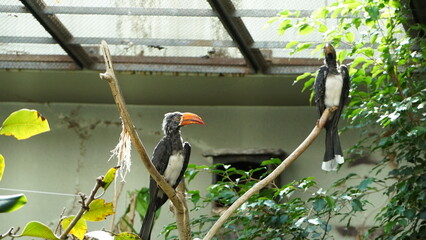 Two Crowned hornbill birds in cage at Ueno Zoo, Japan © shufilm