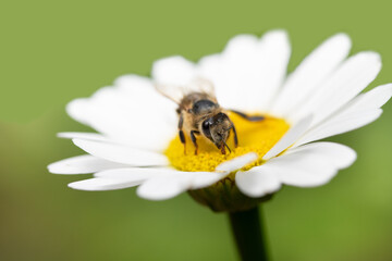 Close-up of a western honeybee sitting on a white daisy. The background is green.