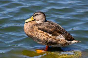 duck sunbathing near blue water