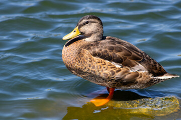 Fototapeta premium brown duck with yellow beak near water