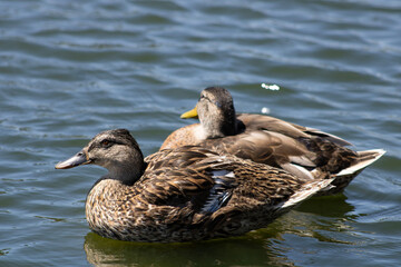 two ducks in a couple swimming