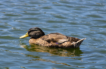 duck swimming on blue water