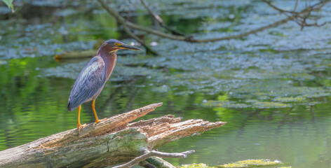 Green heron perched on a broken branch over a pond in summer.