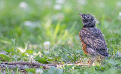 Closeup of a chick, baby, bird, baby Robin standing in the grass.