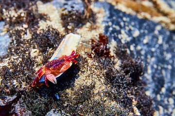 Colorful Tide Pool Crab in Natural Habitat Close-Up
