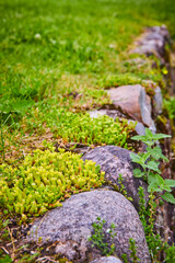 Overgrown Stone Path in Lush Garden Low Angle Perspective