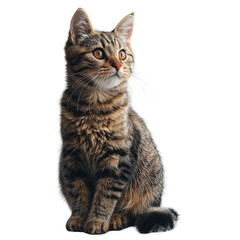 Fototapeta premium cute brown wirehair cat full bodysitting sideways looking at the camera, white background