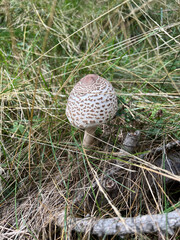 white mushroom in the end of summer in the Southern French Alps