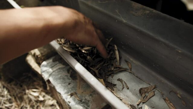 Cleaning dirty house gutter from leaves and needles