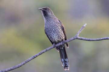 Australian Little Wattle bird perched on tree branch