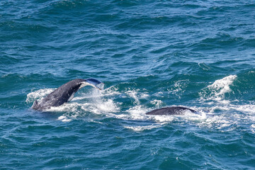 Fototapeta premium Humpback Whales migrating north along the east Australian coast