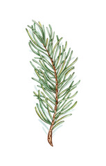 Fototapeta premium Fir branch with green needles watercolor illustration. Forest plants for winter and Christmas decor. Isolated from the background. Pine, fir, larch, juniper, thuja, larch, conifer.
