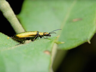 Chrysanthia