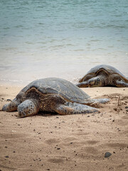 Two basking Hawaiian green sea turtles at Poipu Beach on the island of Kauai, Hawaii, USA