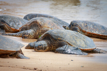 A group of basking Hawaiian green sea turtles at Poipu Beach on the island of Kauai, Hawaii, USA