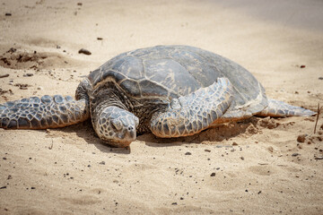 One basking Hawaiian green sea turtle at Poipu Beach on the island of Kauai, Hawaii, USA