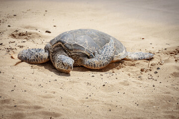 One basking Hawaiian green sea turtle at Poipu Beach on the island of Kauai, Hawaii, USA