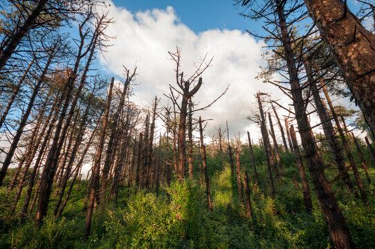 Dead pine trees in a forest caused by the bark beetle.