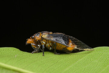 Cicada