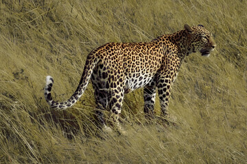 Leopard