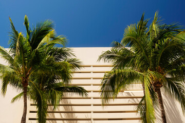 Fototapeta premium Palmeras frente al hotel