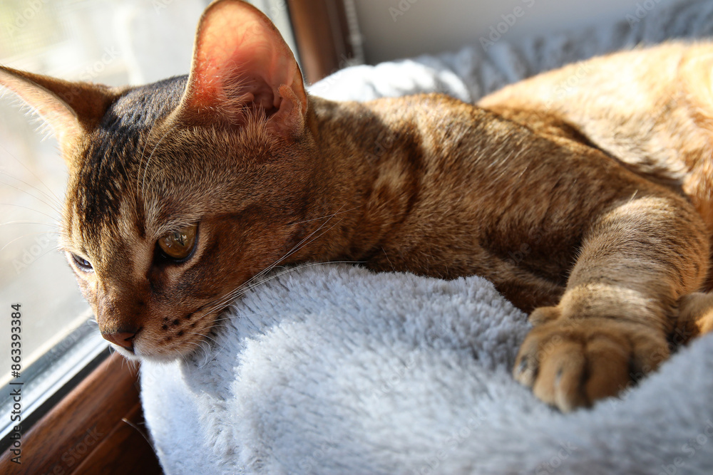 Wall mural Abyssinian cat lying on pet bed near window at home, closeup