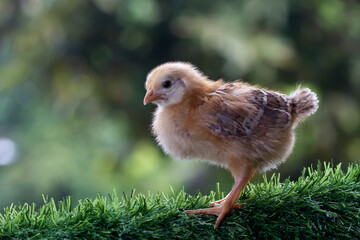 Cute little chicken isolated on nature background 