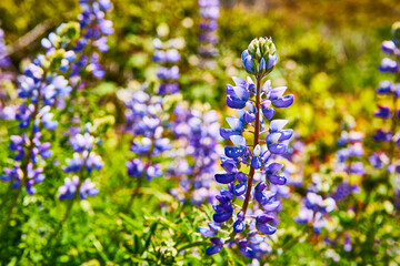 Vibrant Purple Lupine Flowers with Green Bokeh Background at Eye Level