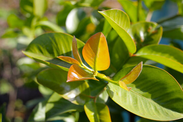 Fresh green leaves of garcinia cowa (Garcinia Cowa Roxb)