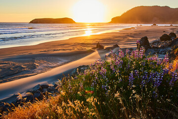Golden Sunset Over Wildflower Beach at Meyers Creek Beach Oregon © Nicholas J. Klein