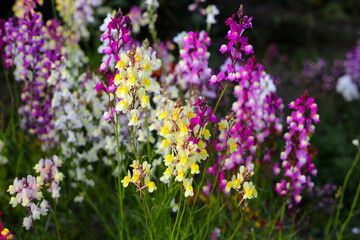 Linaria flower in the garden