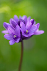 A macro view of Chinese houses in bloom.