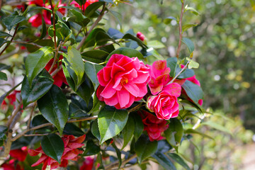 Beautiful camellia flower on tree. The Expo 70 Commemorative Park, Osaka, Japan
