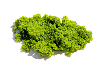 Wolffia globosa or swamp algae, water meal