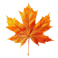 Obraz premium Single orange maple leaf isolated on black background. Perfect for autumn and fall themes.