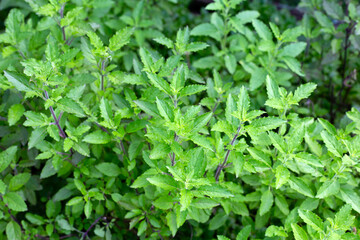 Holy basil in vegetable garden. Fresh green leaves of herb plant