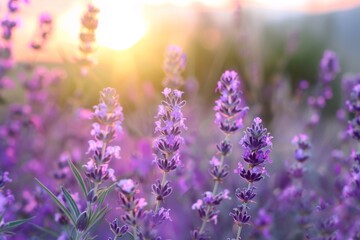 Obraz premium Close-up of blooming lavender flowers in sunlight lavender concept of nature concept of tranquility