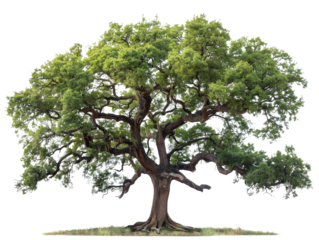A large, majestic oak tree with thick branches and lush green leaves, isolated on a black background.