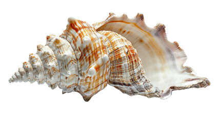A large, spiraled seashell with intricate patterns and a pearlescent sheen, isolated on a black background.