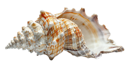 A large, spiraled seashell with intricate patterns and a pearlescent sheen, isolated on a black background.