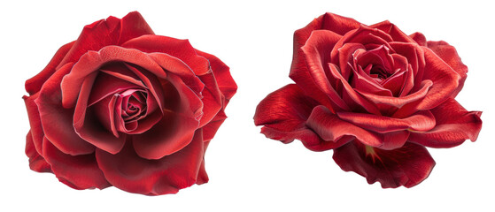 Two red roses isolated on black background.