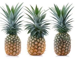 Pineapple fruit collection for design elements on white background